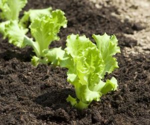 Cómo plantar la lechuga