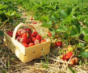 Cómo y cuando plantar fresas