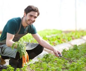 Cómo y cuando plantar zanahorias