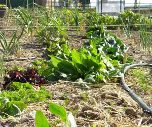 Huerto ecológico de la Tierra Cooperativa en Madrid