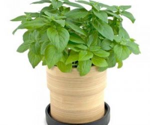 plantar albahaca