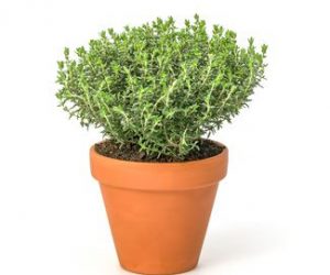 plantar tomillo