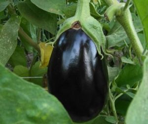 Planta de berenjena