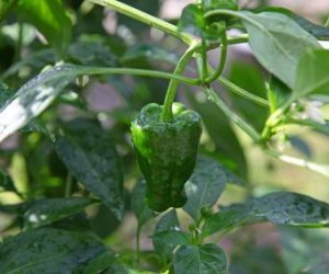 como plantar pimientos