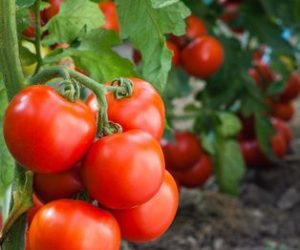 Plantar tomates en tu huerto urbano