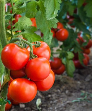 Plantar tomates en tu huerto urbano