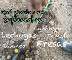 Qué podemos plantar y sembrar en Septiembre