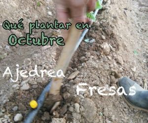 Qué plantar en Octubre