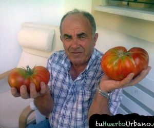 Tomates del terreno de Antonio