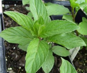 Maceta con planta de menta