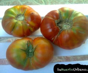 Típicos tomates del terreno