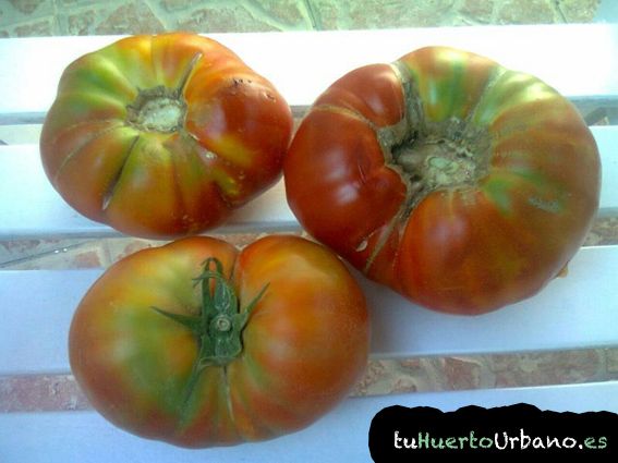 Típicos tomates del terreno