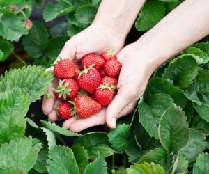 Tipos de fresas